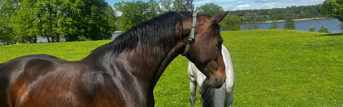 H�st i hage, med GPS-tracker runt halsen